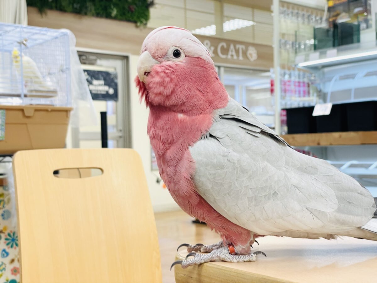 モモイロインコ