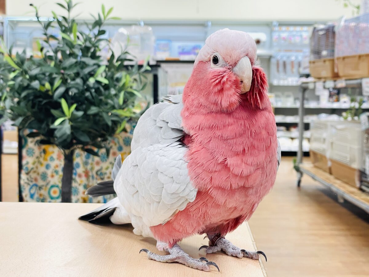 モモイロインコ