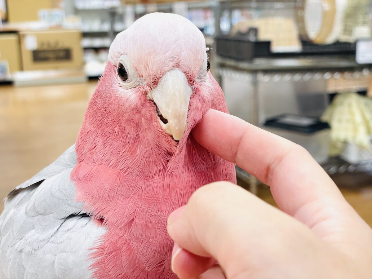 モモイロインコ