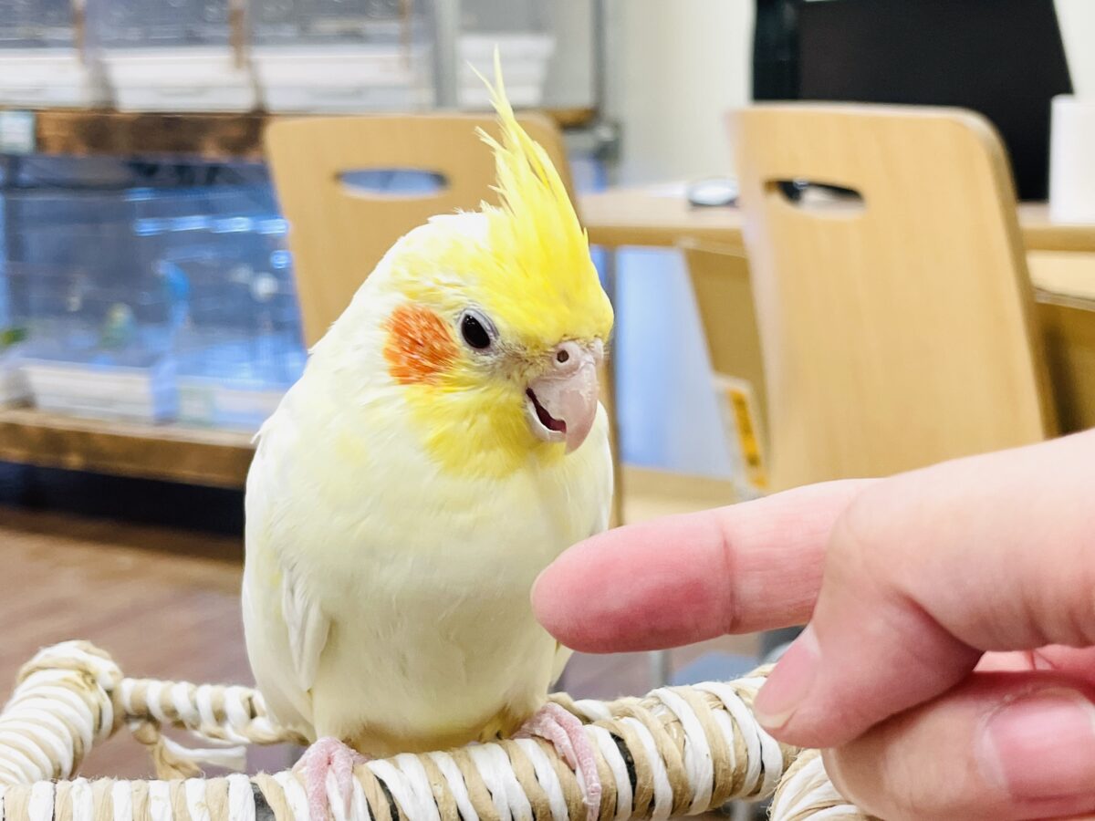 【最新画像】みんな大好き❣️黄色いオカメちゃん💛オカメインコ(ルチノーパール) オカメインコ