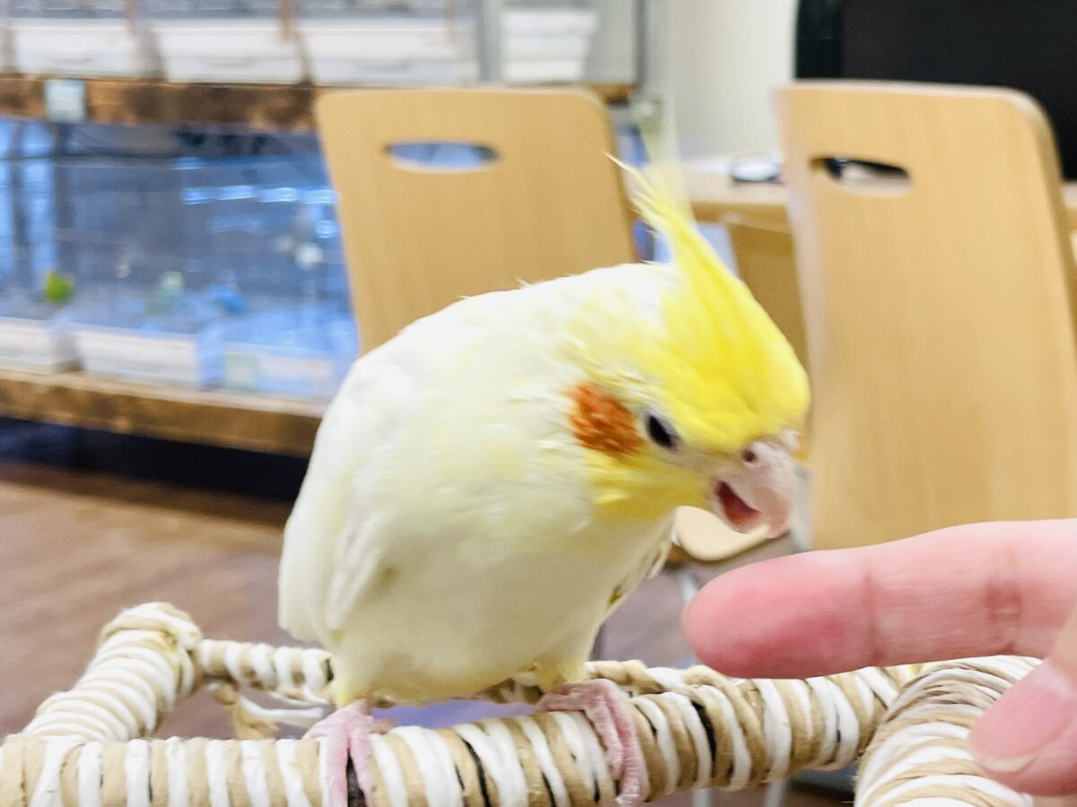 【最新画像】みんな大好き❣️黄色いオカメちゃん💛オカメインコ(ルチノーパール) オカメインコ