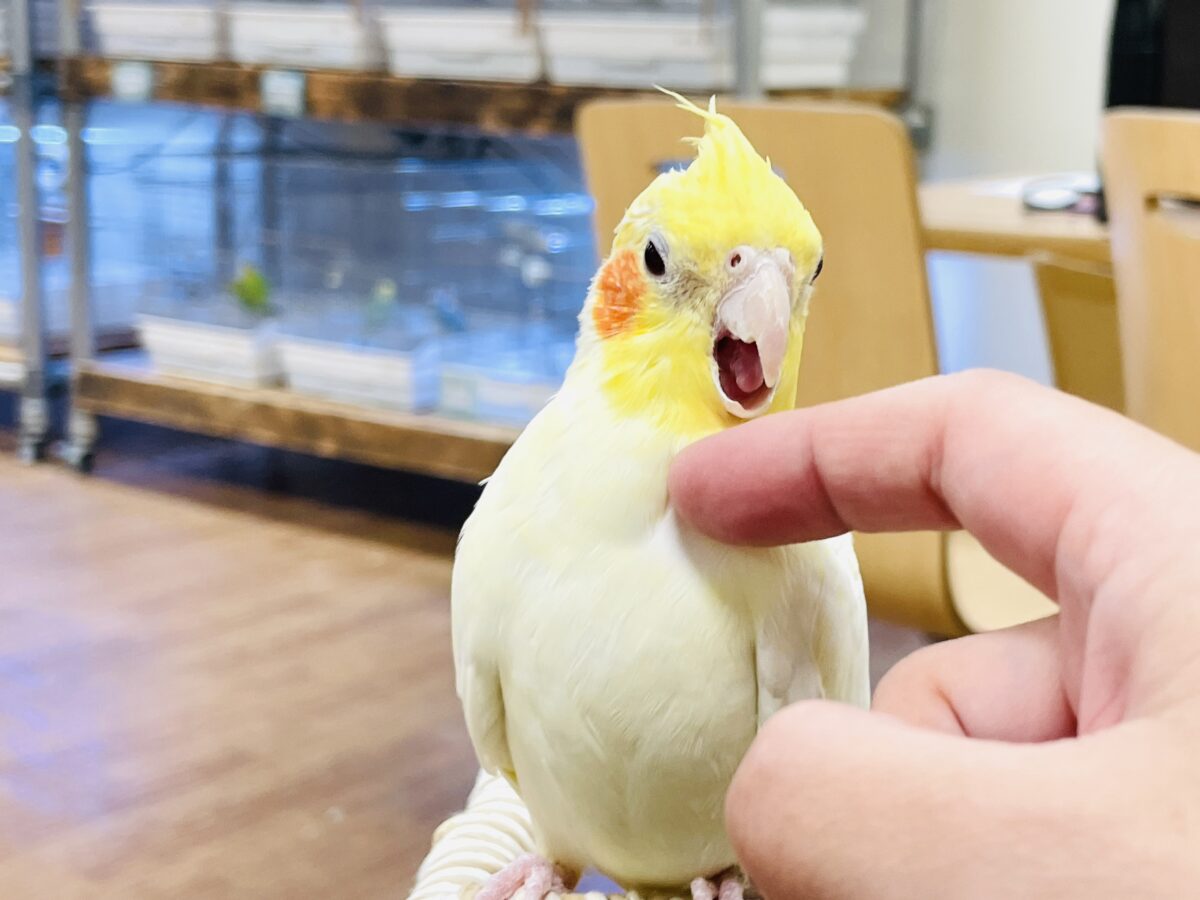 【最新画像】みんな大好き❣️黄色いオカメちゃん💛オカメインコ(ルチノーパール) オカメインコ