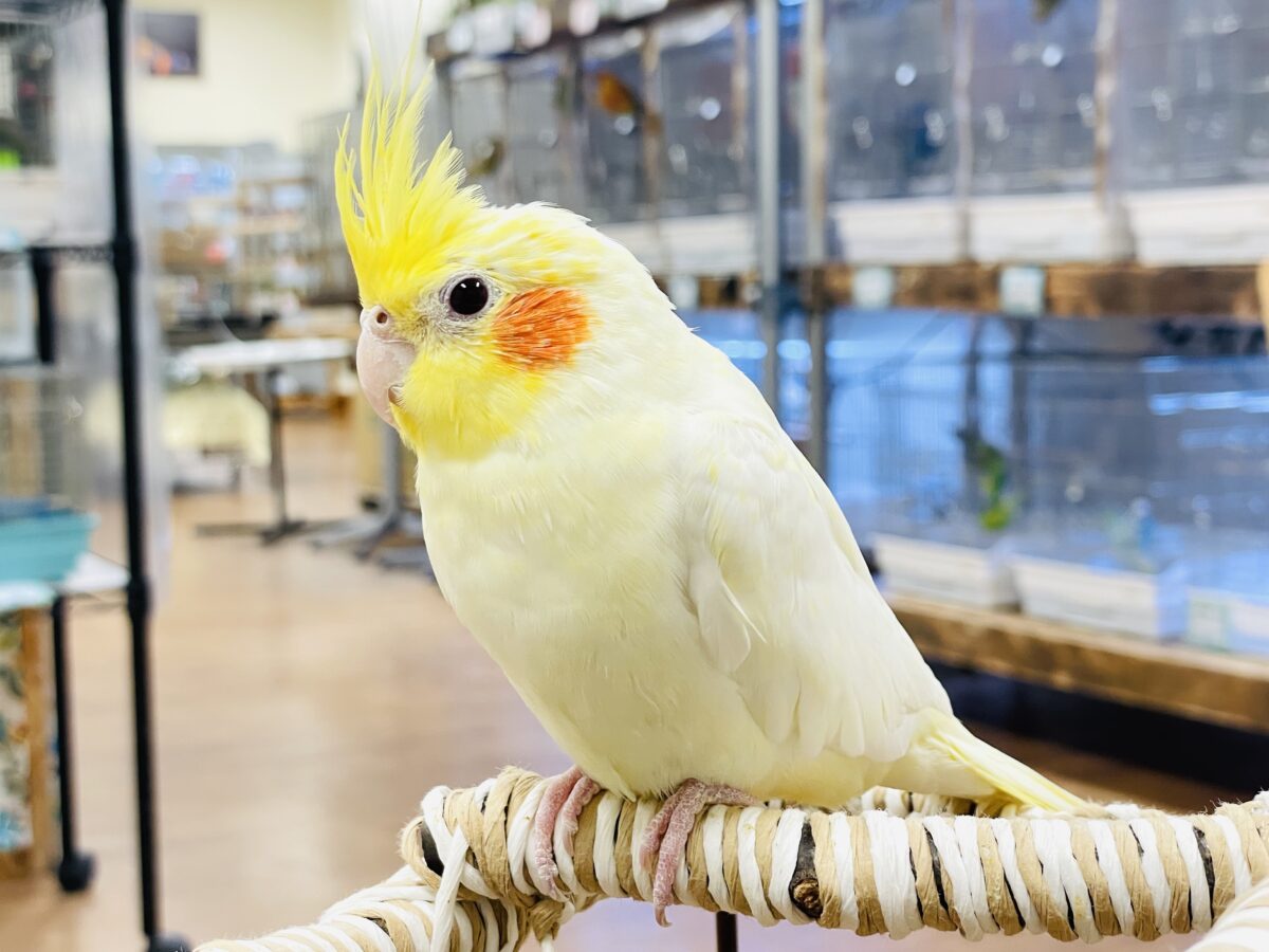 【最新画像】みんな大好き❣️黄色いオカメちゃん💛オカメインコ(ルチノーパール) オカメインコ