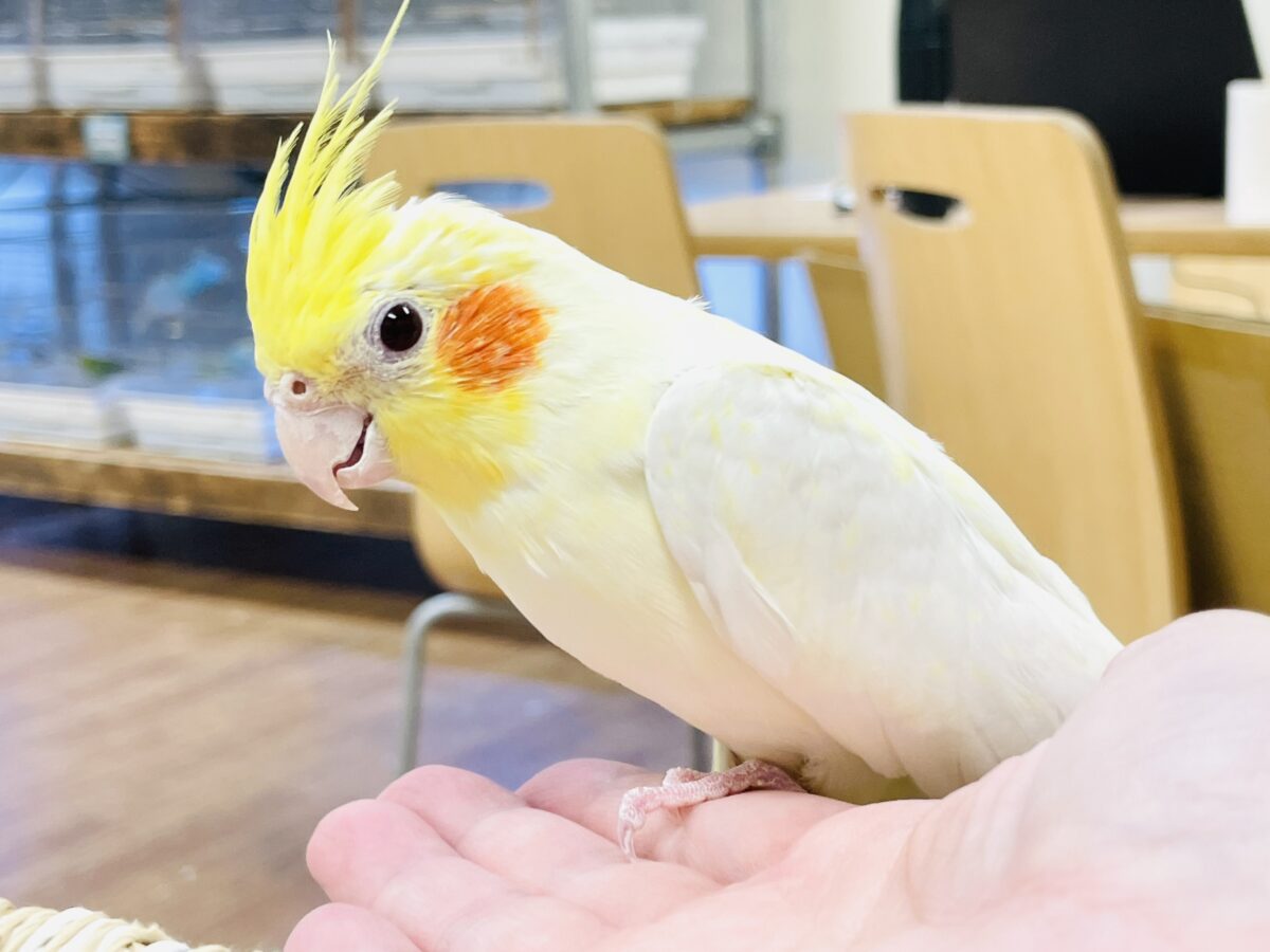 【最新画像】みんな大好き❣️黄色いオカメちゃん💛オカメインコ(ルチノーパール) オカメインコ