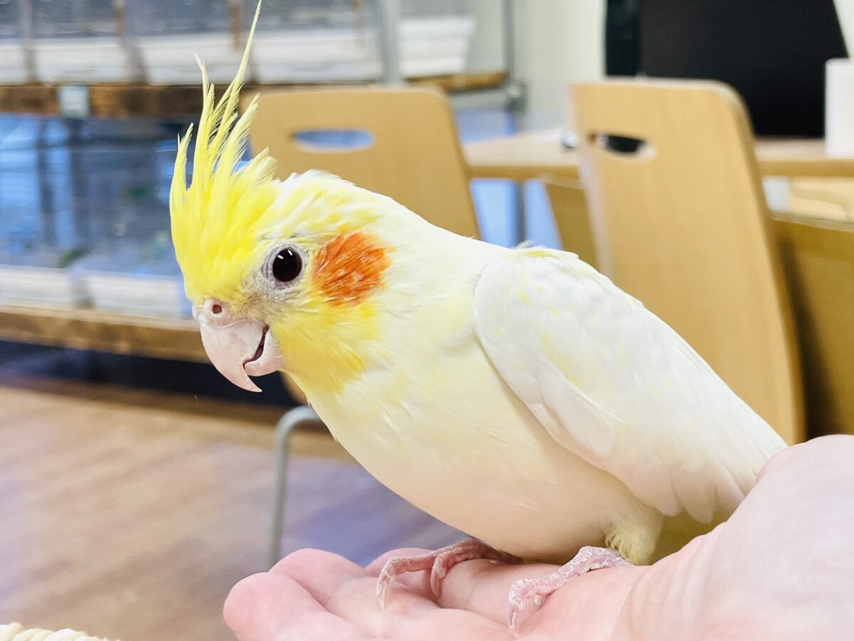 【最新画像】みんな大好き❣️黄色いオカメちゃん💛オカメインコ(ルチノーパール) 【最新画像】みんな大好き❣️黄色いオカメちゃん💛オカメインコ(ルチノーパール)