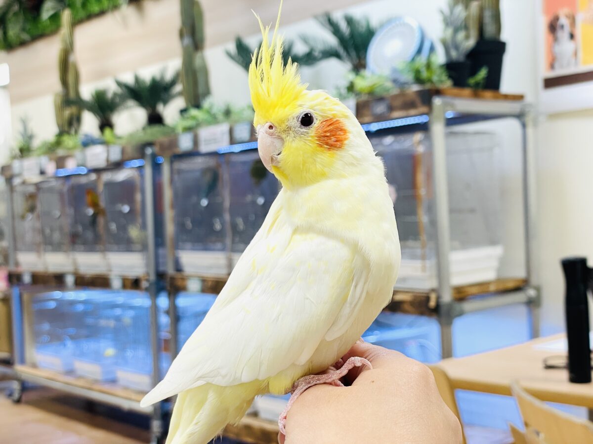 【最新画像】みんな大好き❣️黄色いオカメちゃん💛オカメインコ(ルチノーパール) オカメインコ