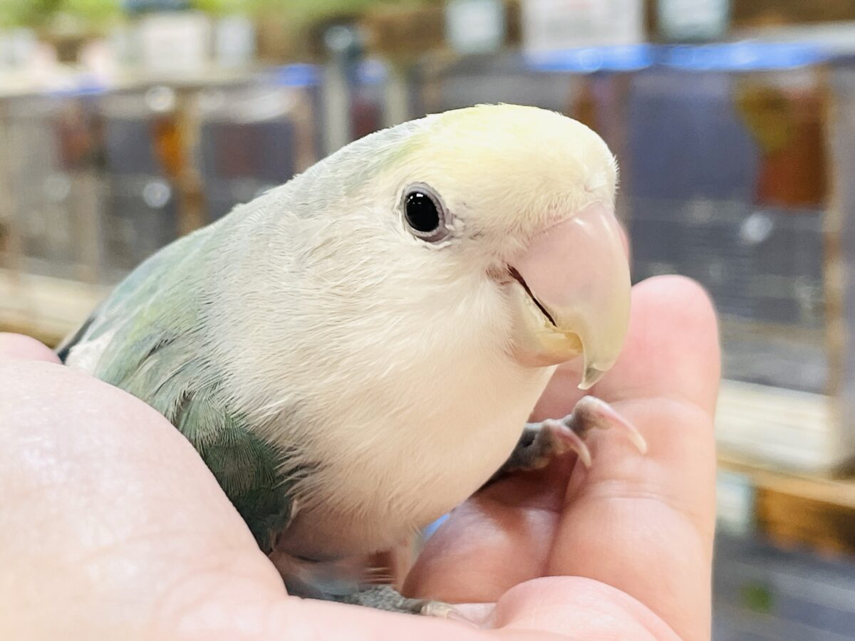 【最新画像】爽やかでクールだよ~😎✨コザクラインコ(ダークチェリーオパーリンパイド) コザクラインコ(小桜インコ)