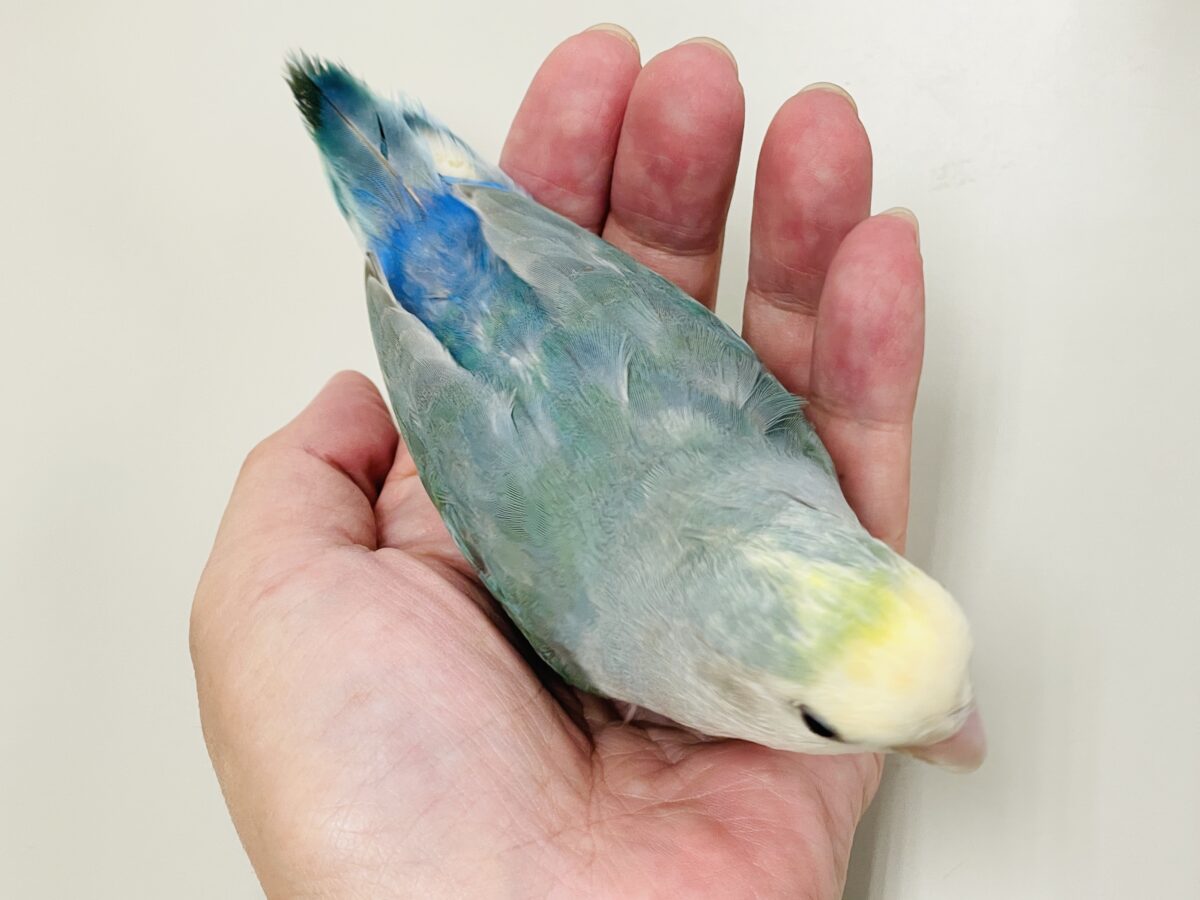 【最新画像】爽やかでクールだよ~😎✨コザクラインコ(ダークチェリーオパーリンパイド) コザクラインコ(小桜インコ)