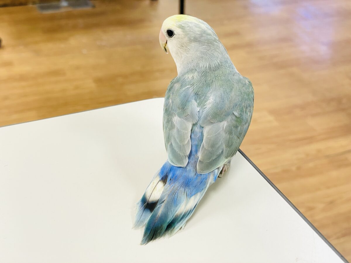 【最新画像】爽やかでクールだよ~😎✨コザクラインコ(ダークチェリーオパーリンパイド) コザクラインコ(小桜インコ)
