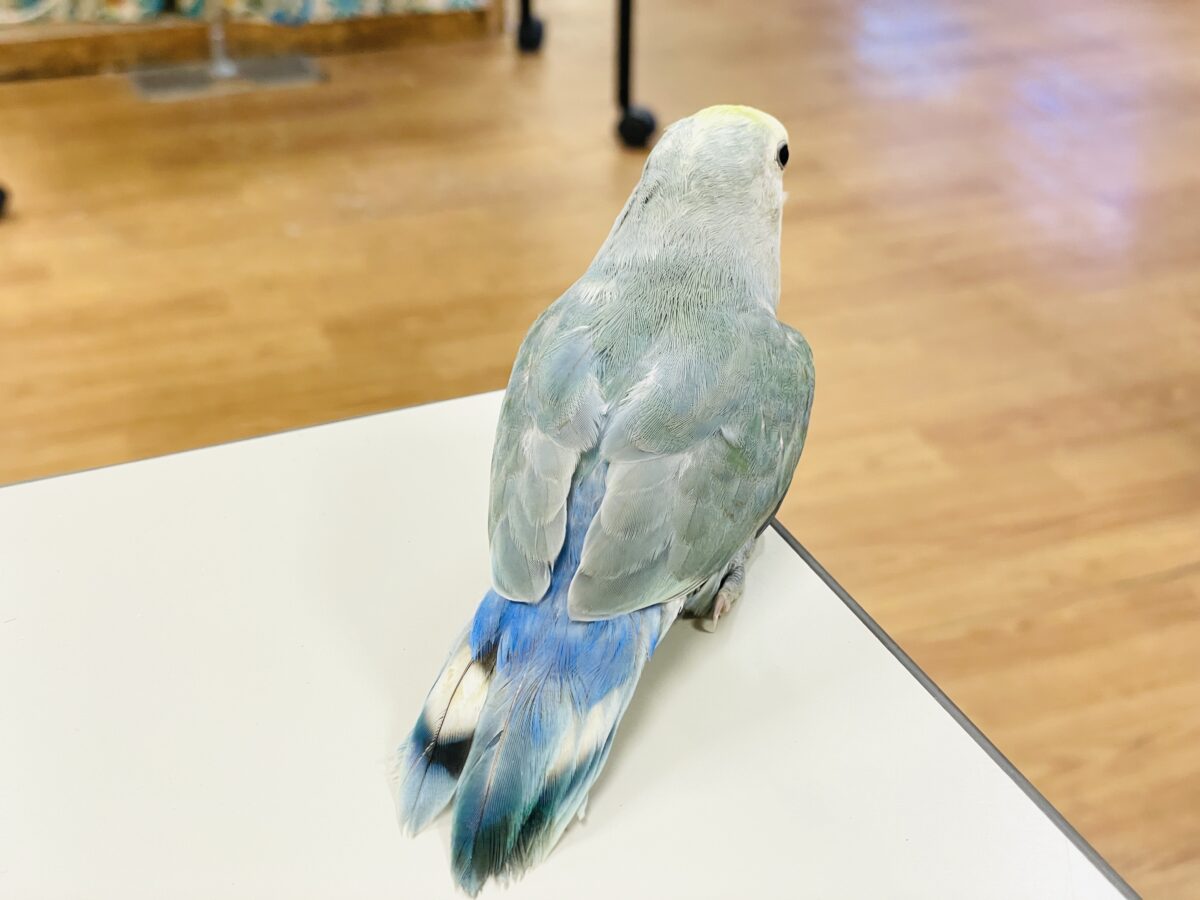 【最新画像】爽やかでクールだよ~😎✨コザクラインコ(ダークチェリーオパーリンパイド) コザクラインコ(小桜インコ)