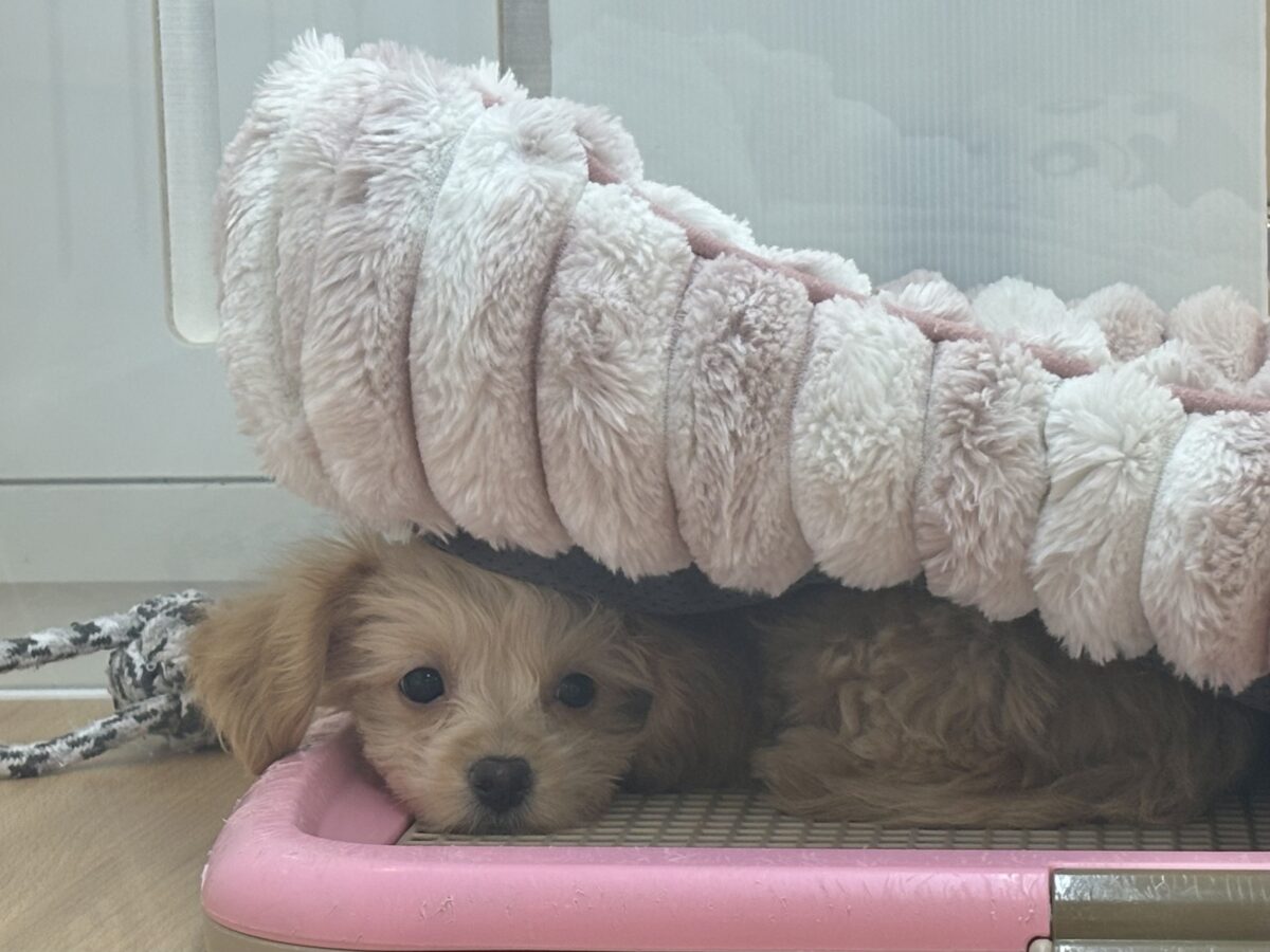 チワプー