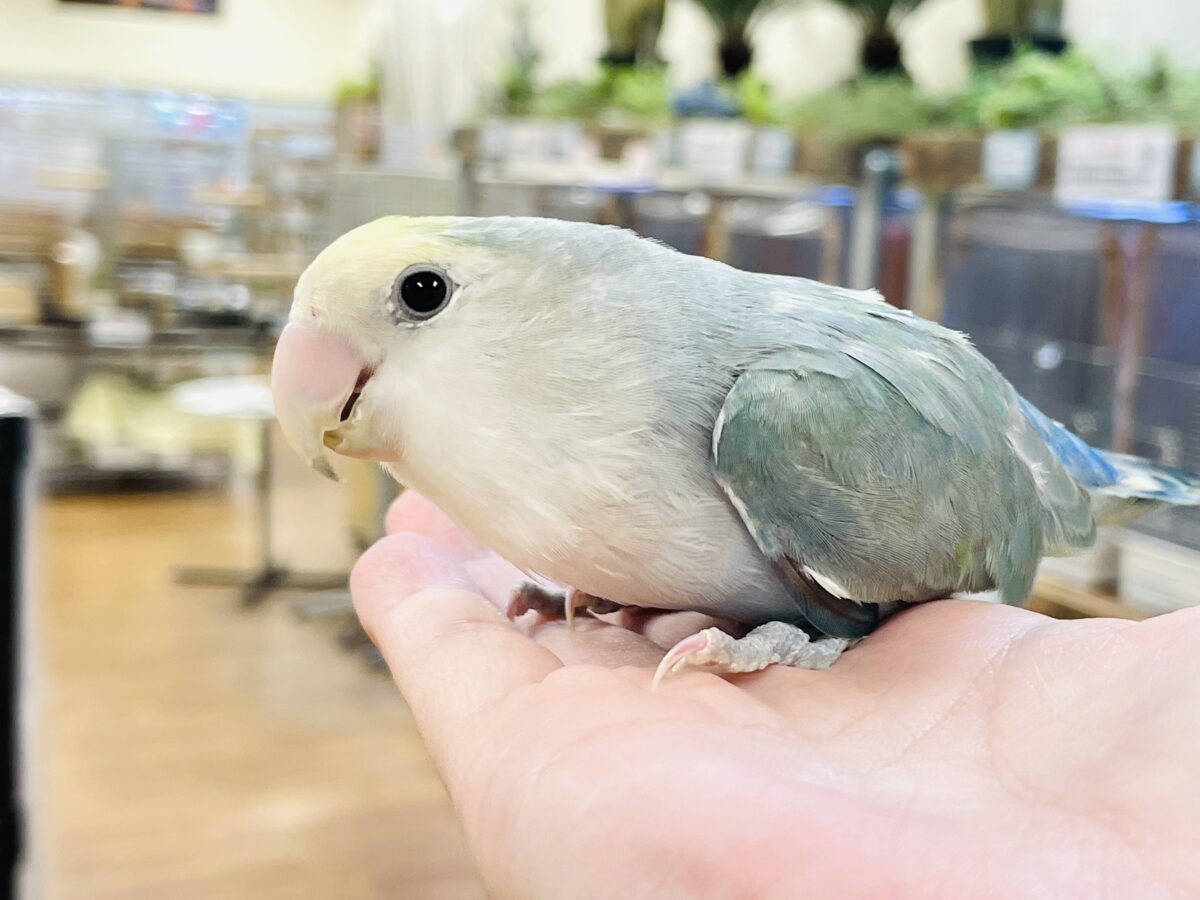 【最新画像】爽やかでクールだよ~😎✨コザクラインコ(ダークチェリーオパーリンパイド) コザクラインコ(小桜インコ)