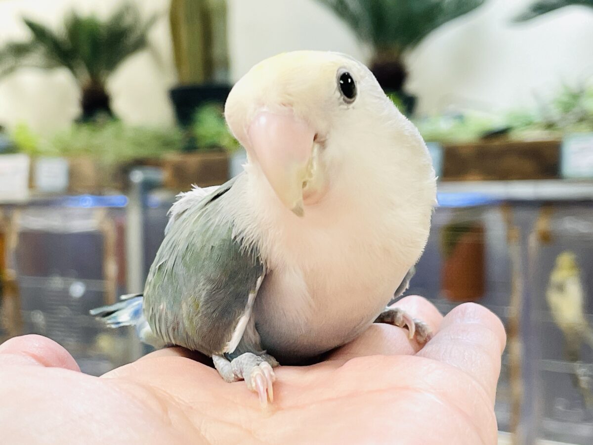 【最新画像】爽やかでクールだよ~😎✨コザクラインコ(ダークチェリーオパーリンパイド) コザクラインコ(小桜インコ)