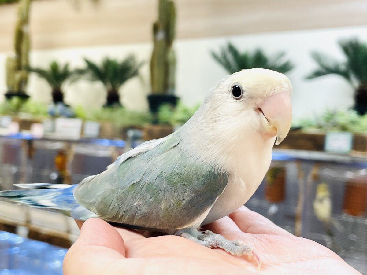 【最新画像】爽やかでクールだよ~😎✨コザクラインコ(ダークチェリーオパーリンパイド) 【最新画像】爽やかでクールだよ~😎✨コザクラインコ(ダークチェリーオパーリンパイド)