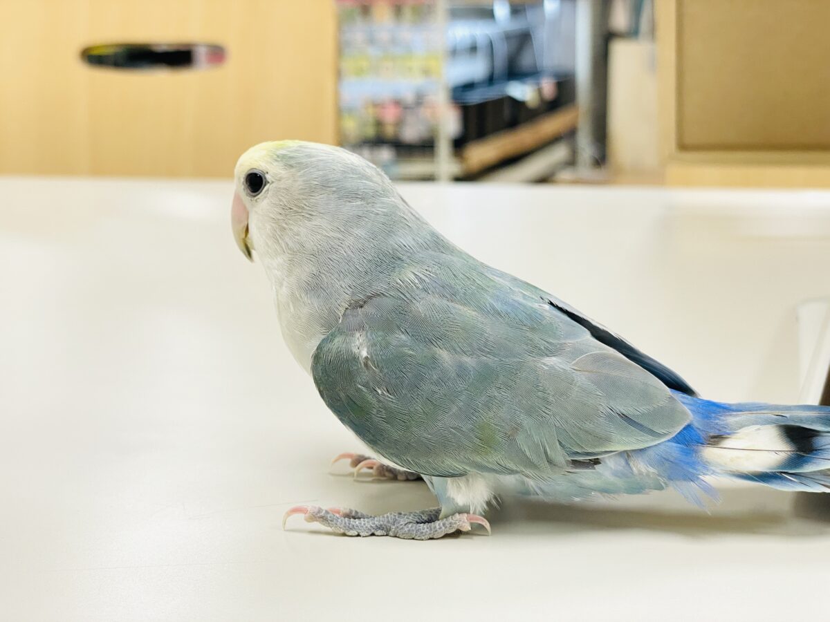 【最新画像】爽やかでクールだよ~😎✨コザクラインコ(ダークチェリーオパーリンパイド) コザクラインコ(小桜インコ)