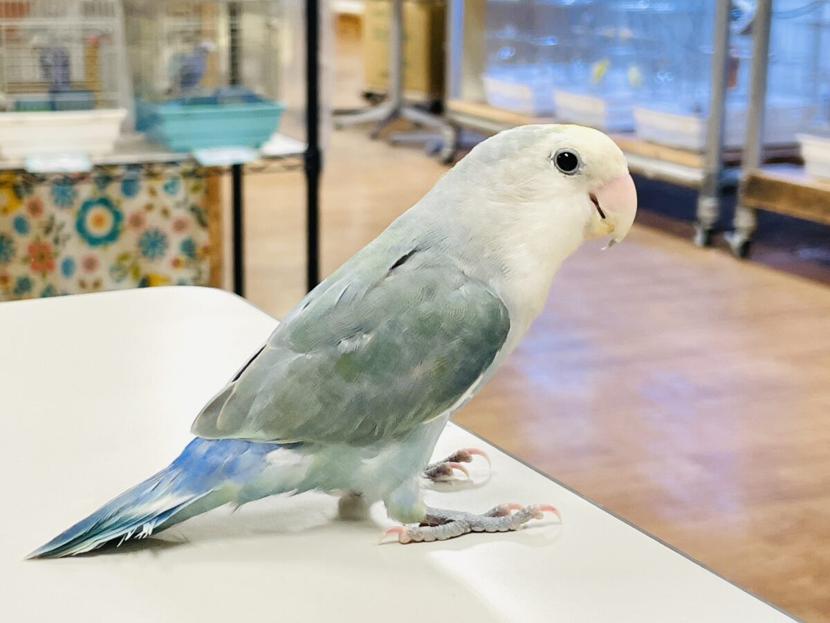 【最新画像】爽やかでクールだよ~😎✨コザクラインコ(ダークチェリーオパーリンパイド) コザクラインコ(小桜インコ)
