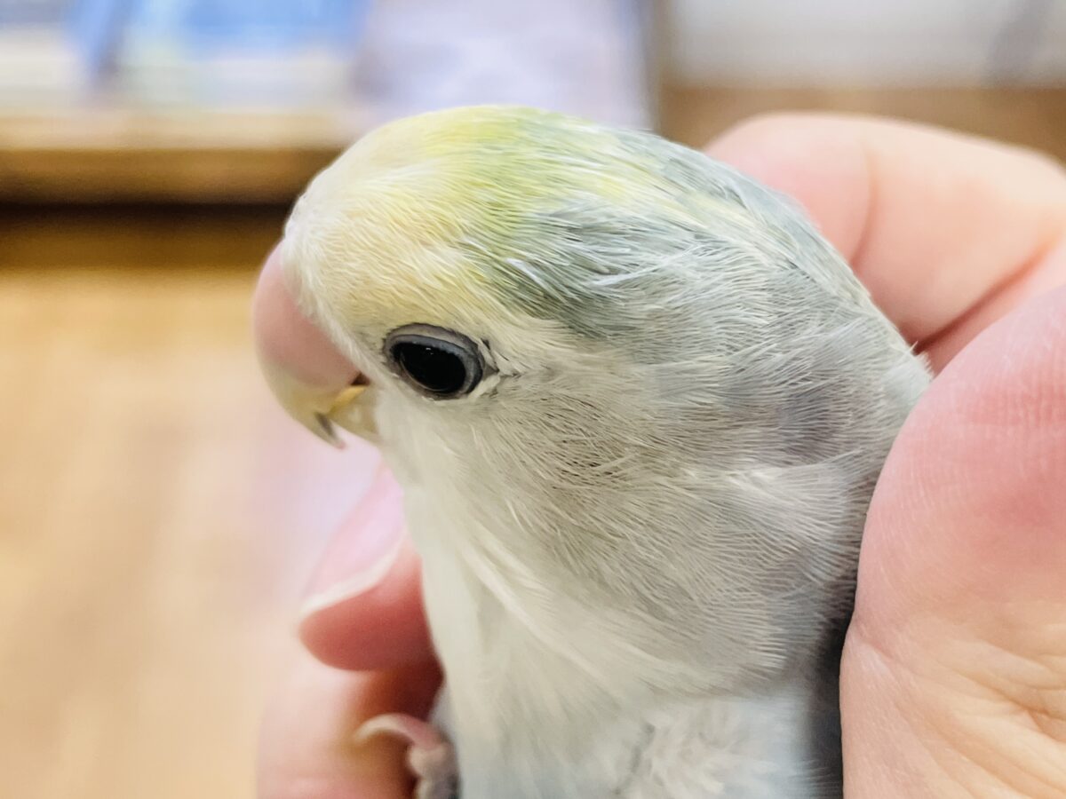 【最新画像】爽やかでクールだよ~😎✨コザクラインコ(ダークチェリーオパーリンパイド) コザクラインコ(小桜インコ)