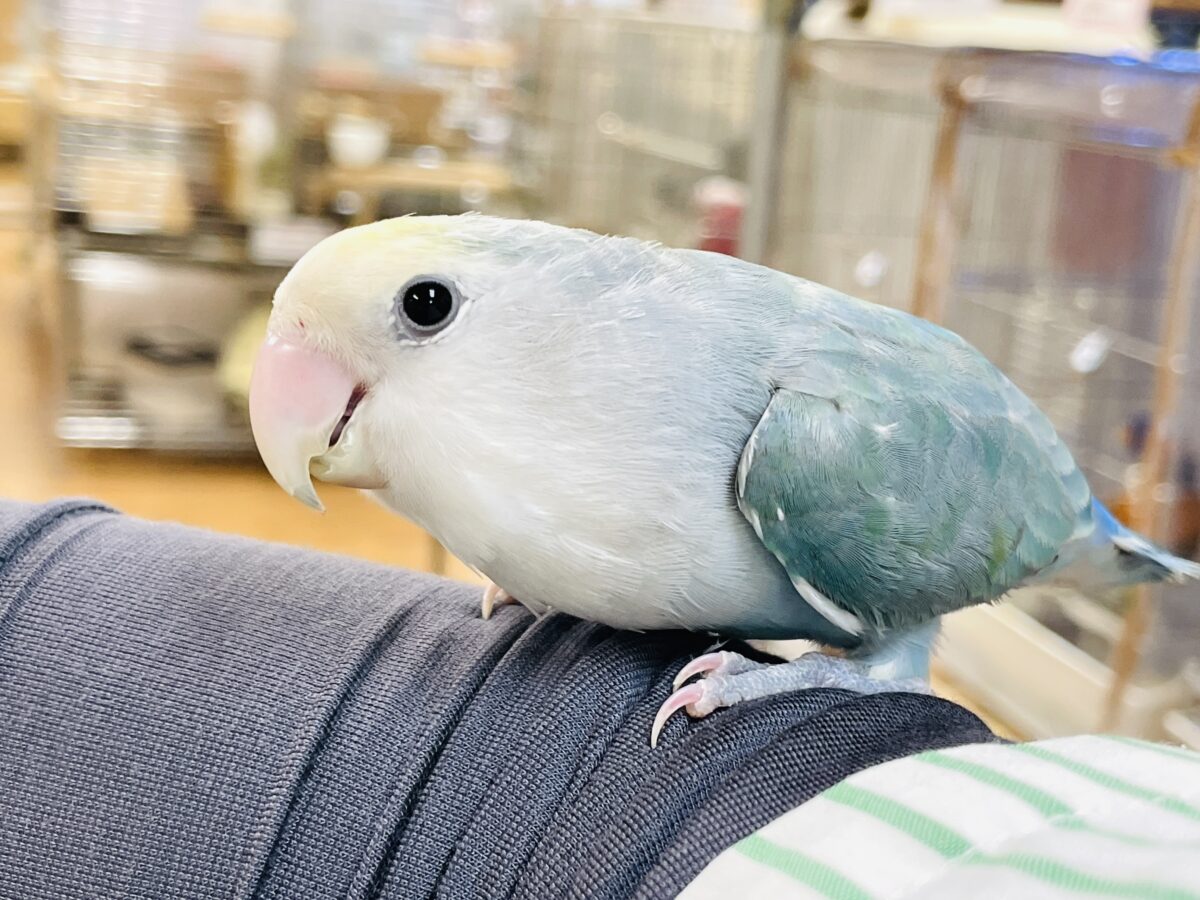 【最新画像】爽やかでクールだよ~😎✨コザクラインコ(ダークチェリーオパーリンパイド) コザクラインコ(小桜インコ)