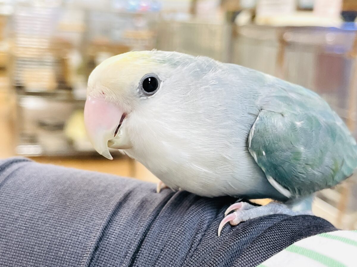 【最新画像】爽やかでクールだよ~😎✨コザクラインコ(ダークチェリーオパーリンパイド) コザクラインコ(小桜インコ)