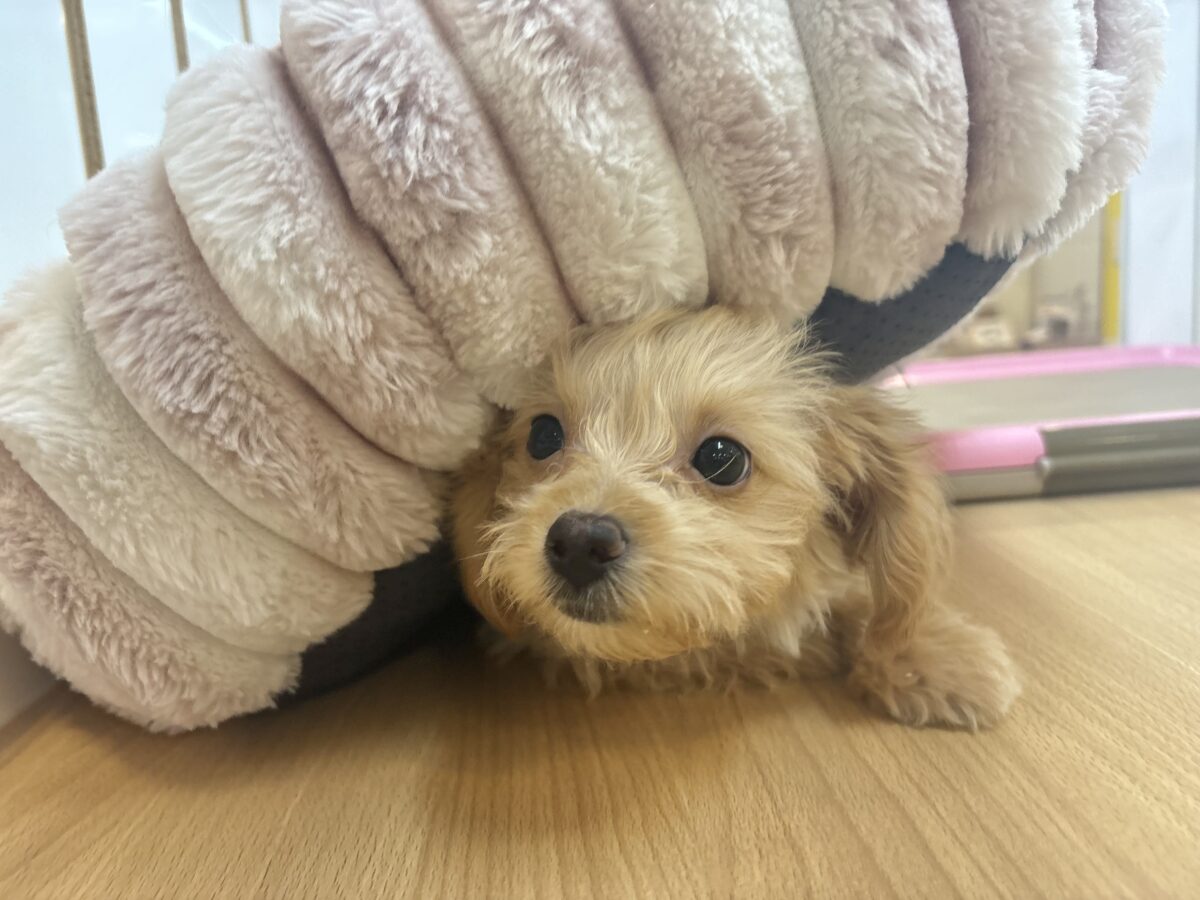 チワプー