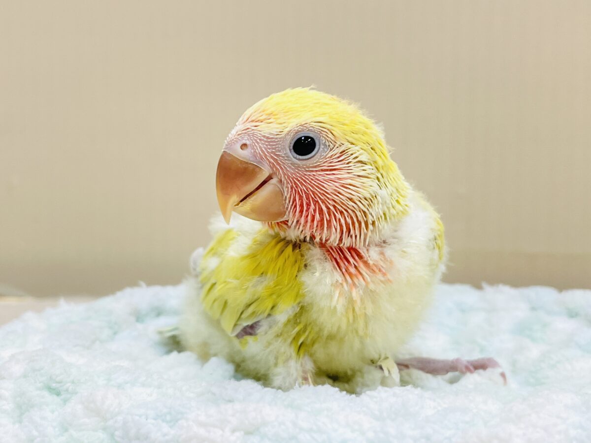 コザクラインコ（小桜インコ）