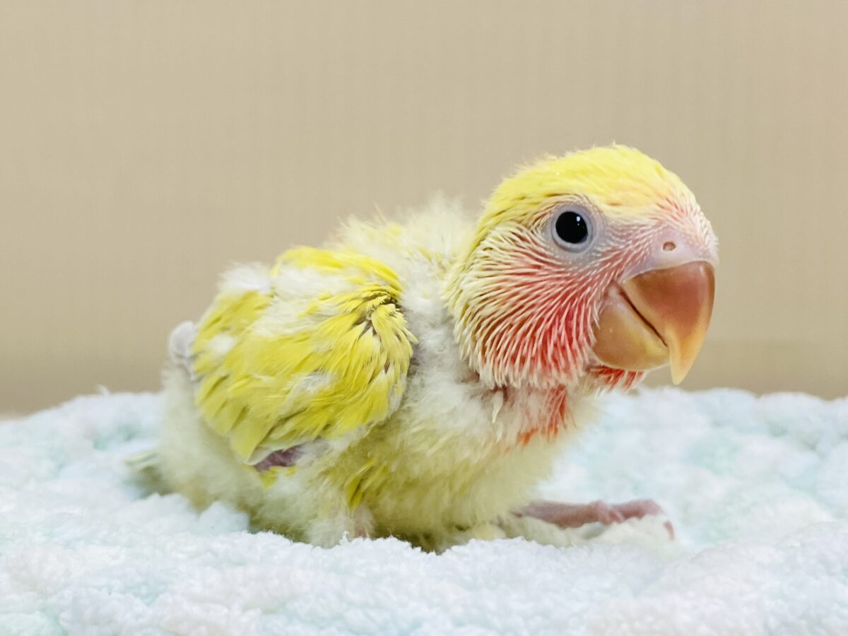 コザクラインコ（小桜インコ）