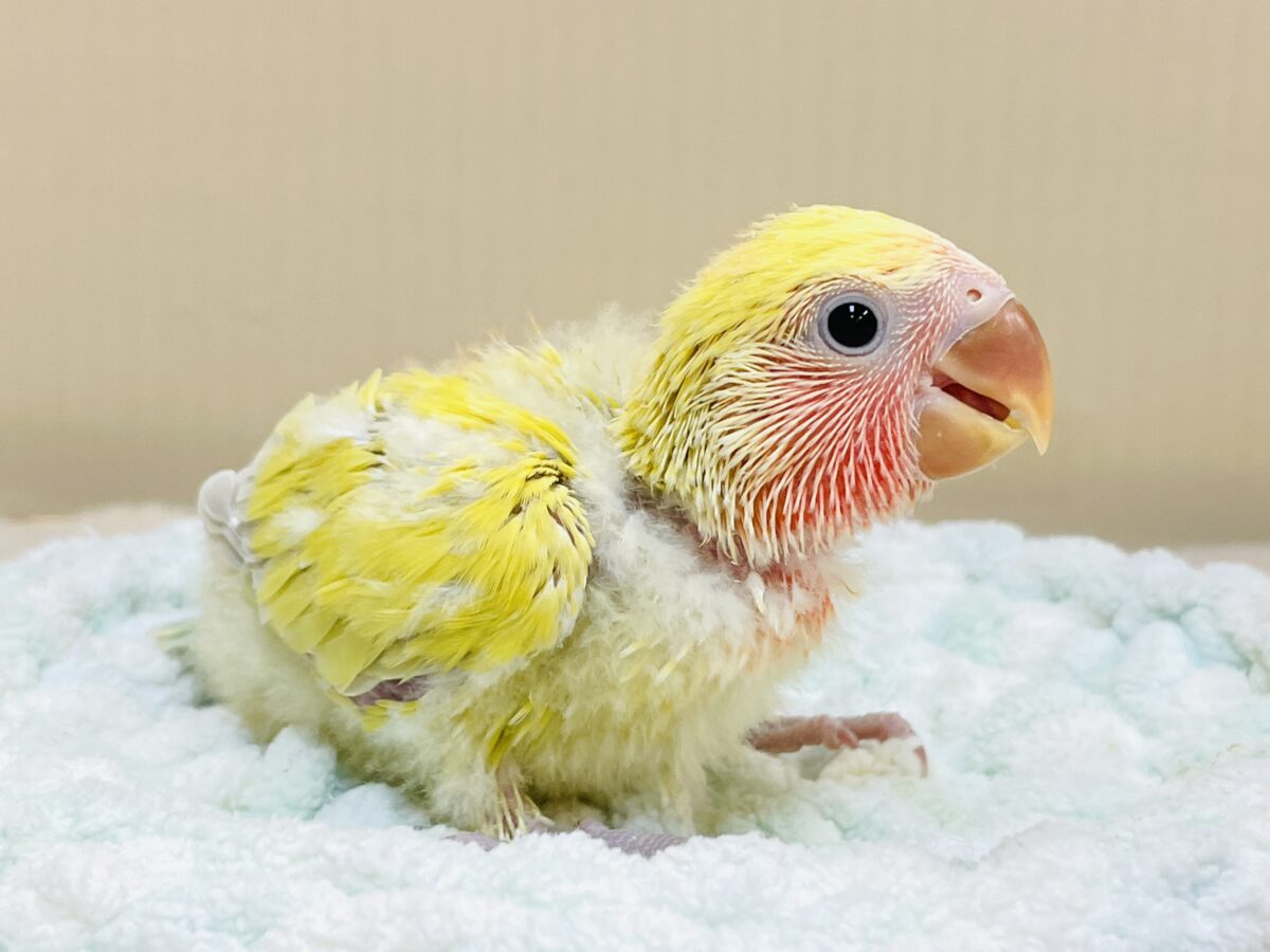 コザクラインコ（小桜インコ）