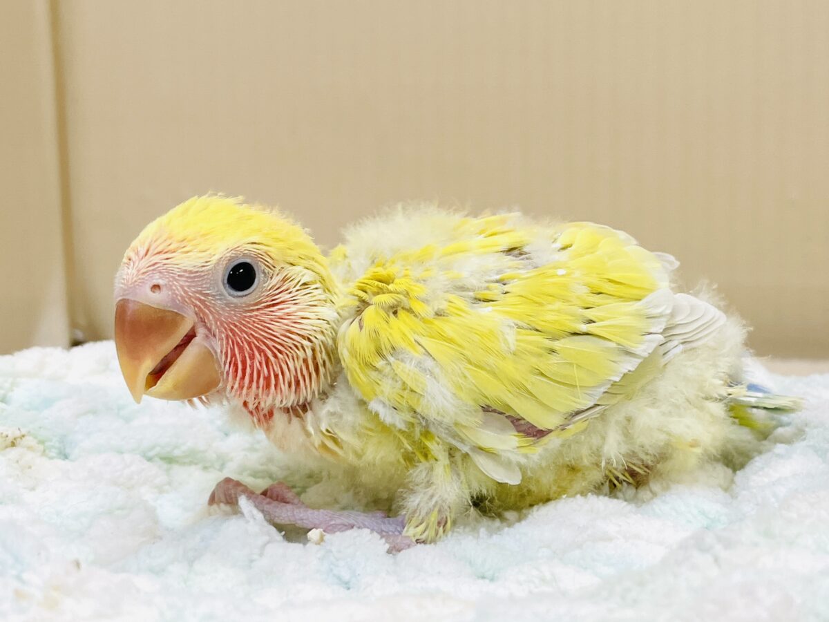 コザクラインコ（小桜インコ）