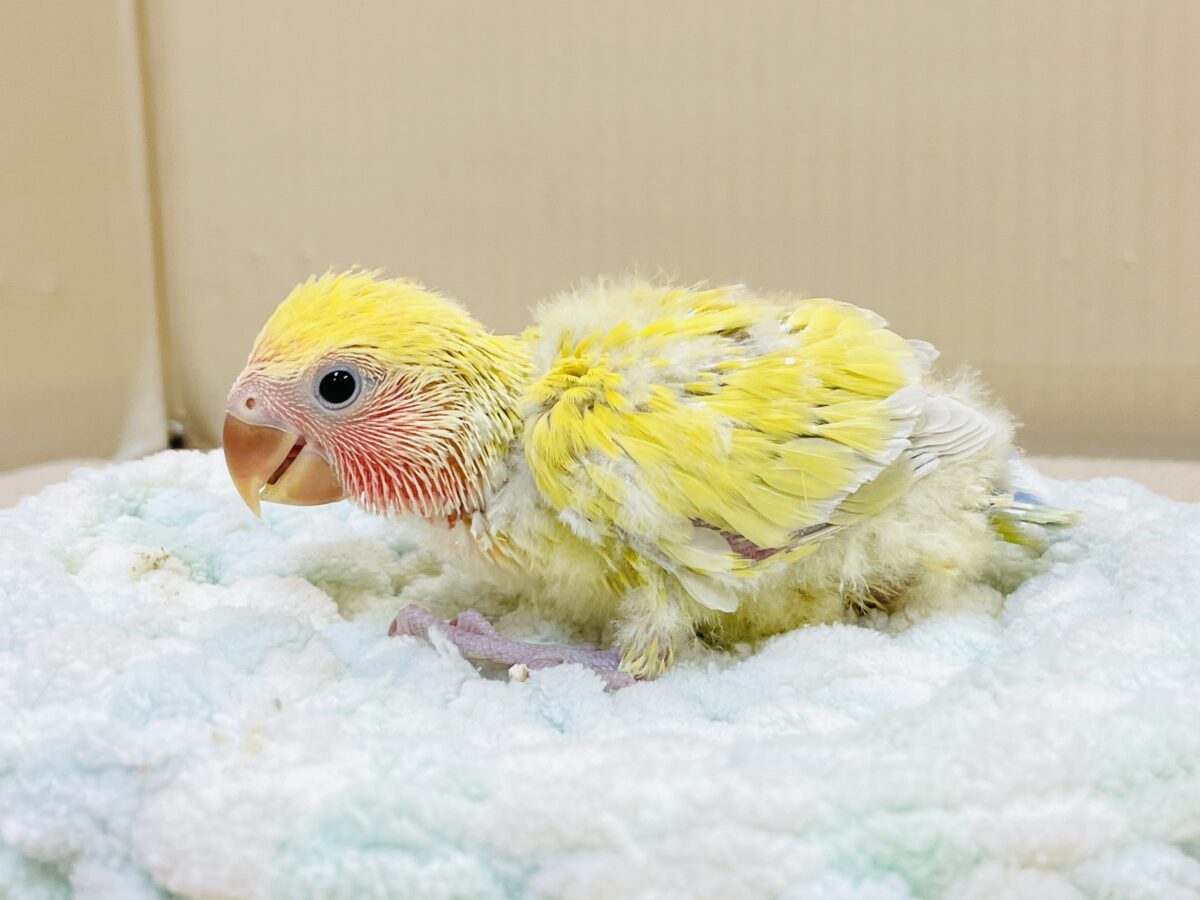 コザクラインコ（小桜インコ）