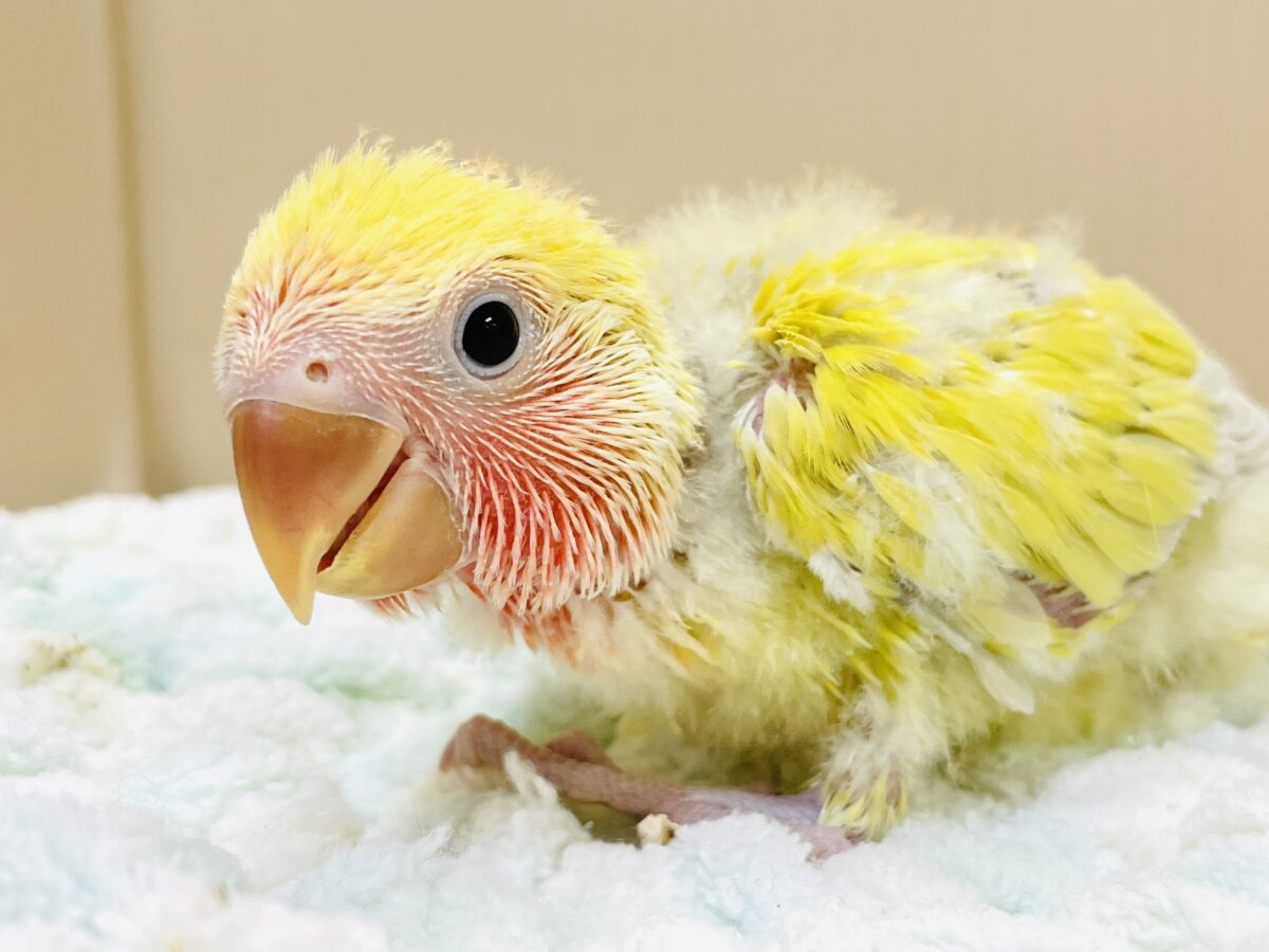 コザクラインコ（小桜インコ）