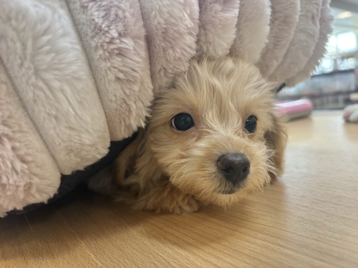 チワプー