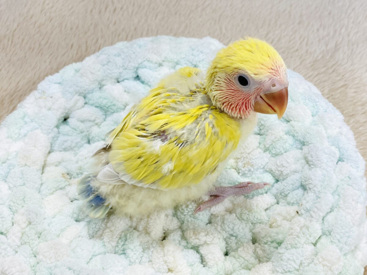 コザクラインコ（小桜インコ）