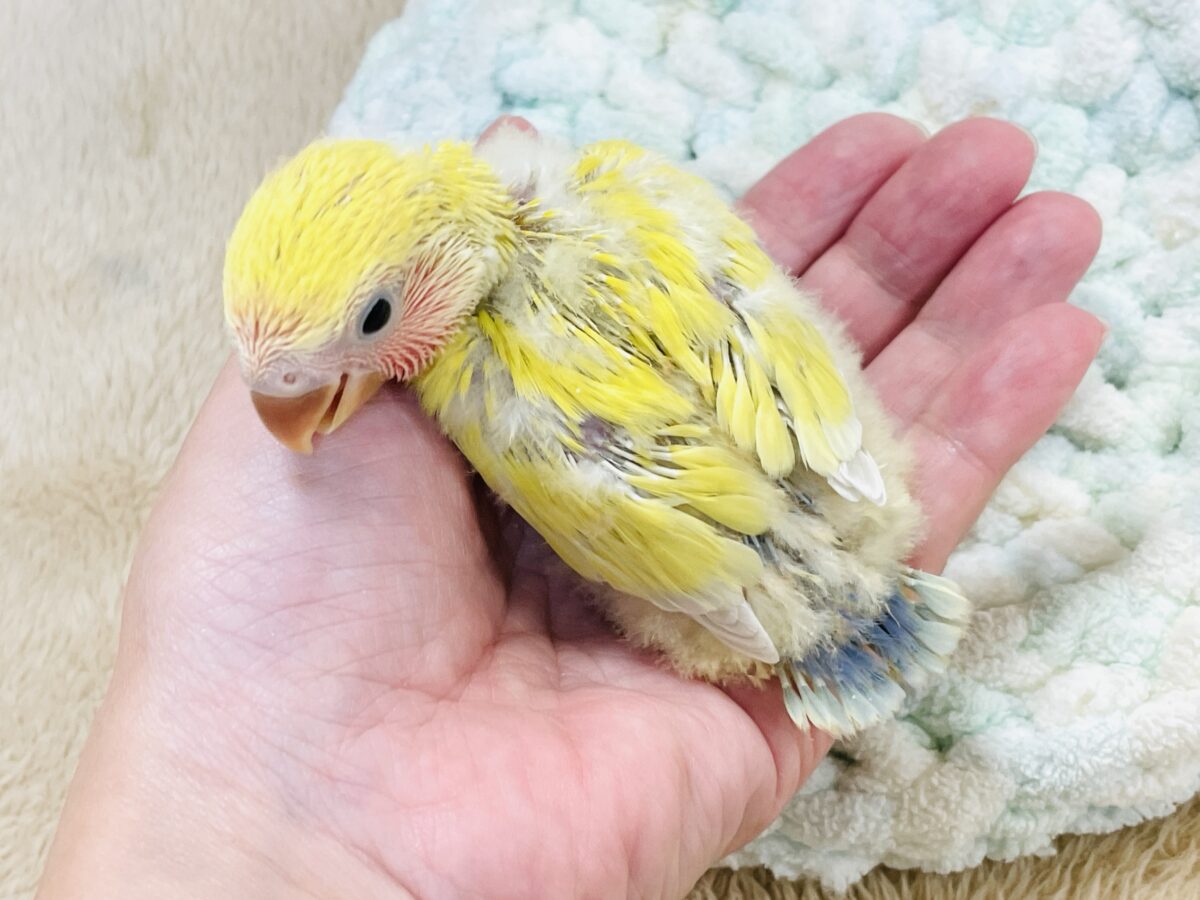 コザクラインコ（小桜インコ）