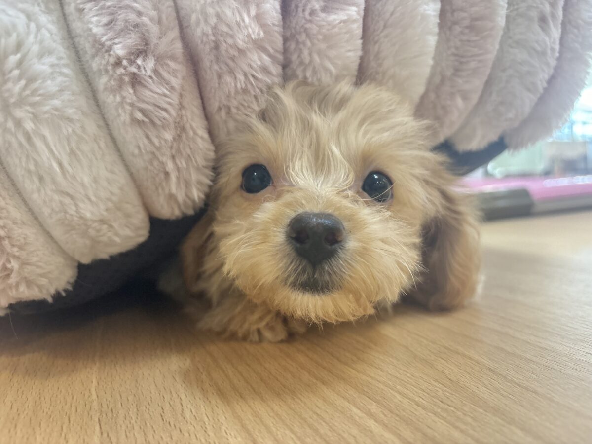 チワプー