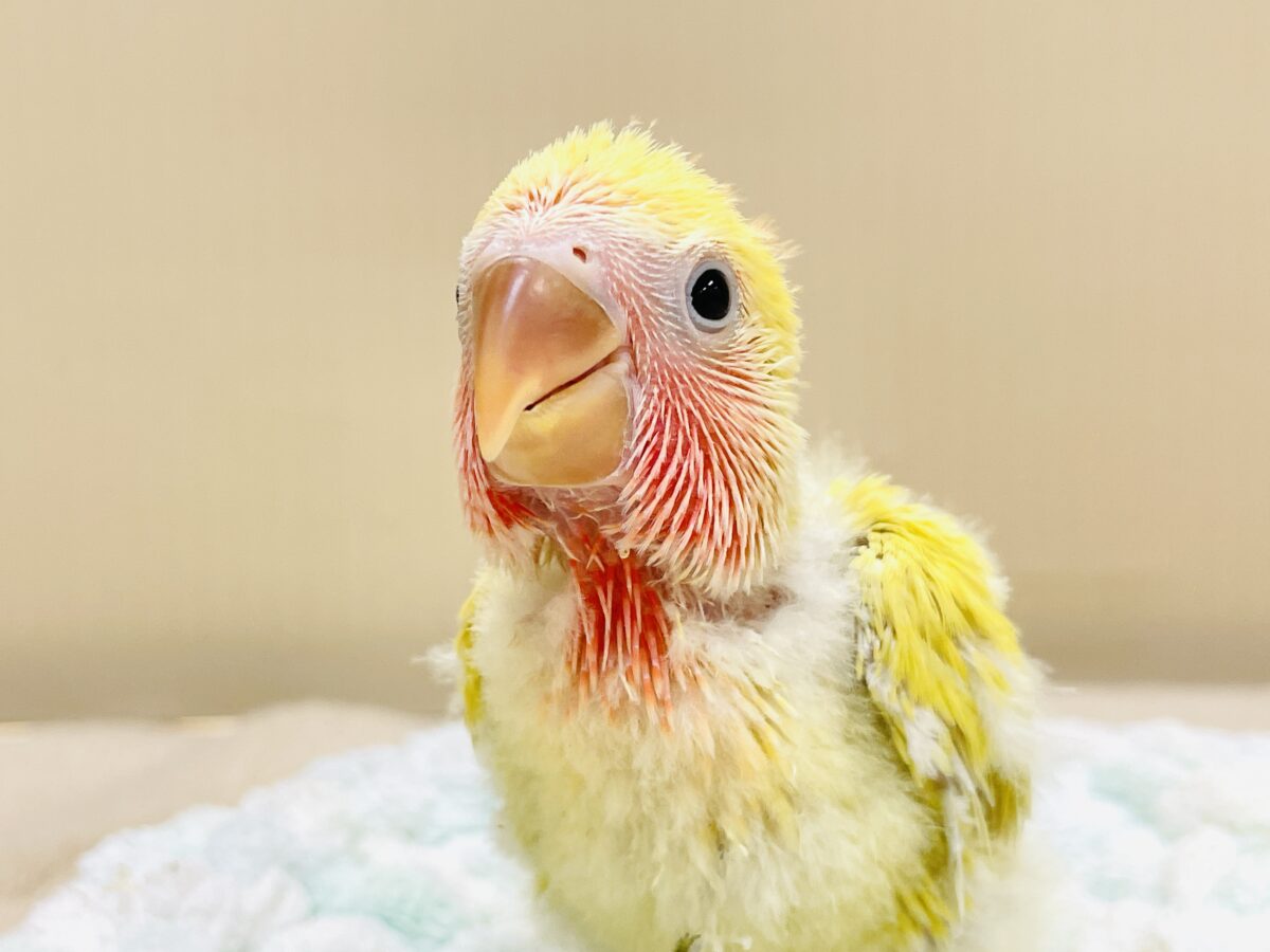 カラフルフレッシュ🧡💚💙コザクラインコ（ゴールデンチェリー）ヒナ
