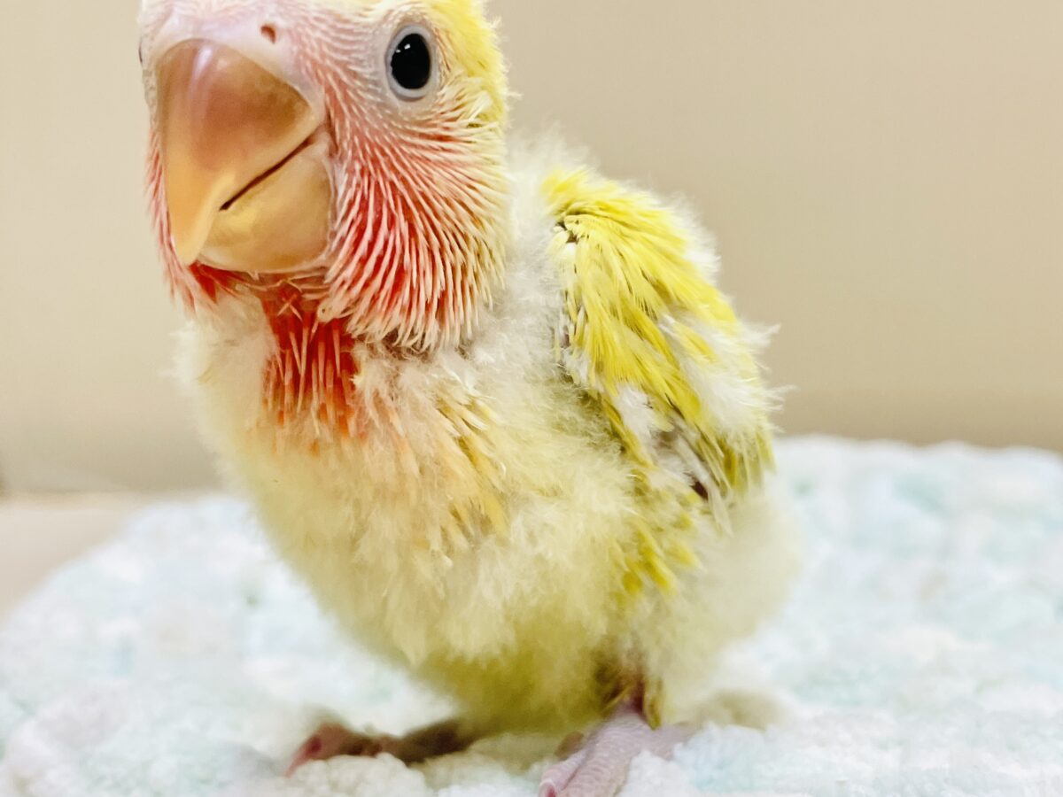 コザクラインコ（小桜インコ）