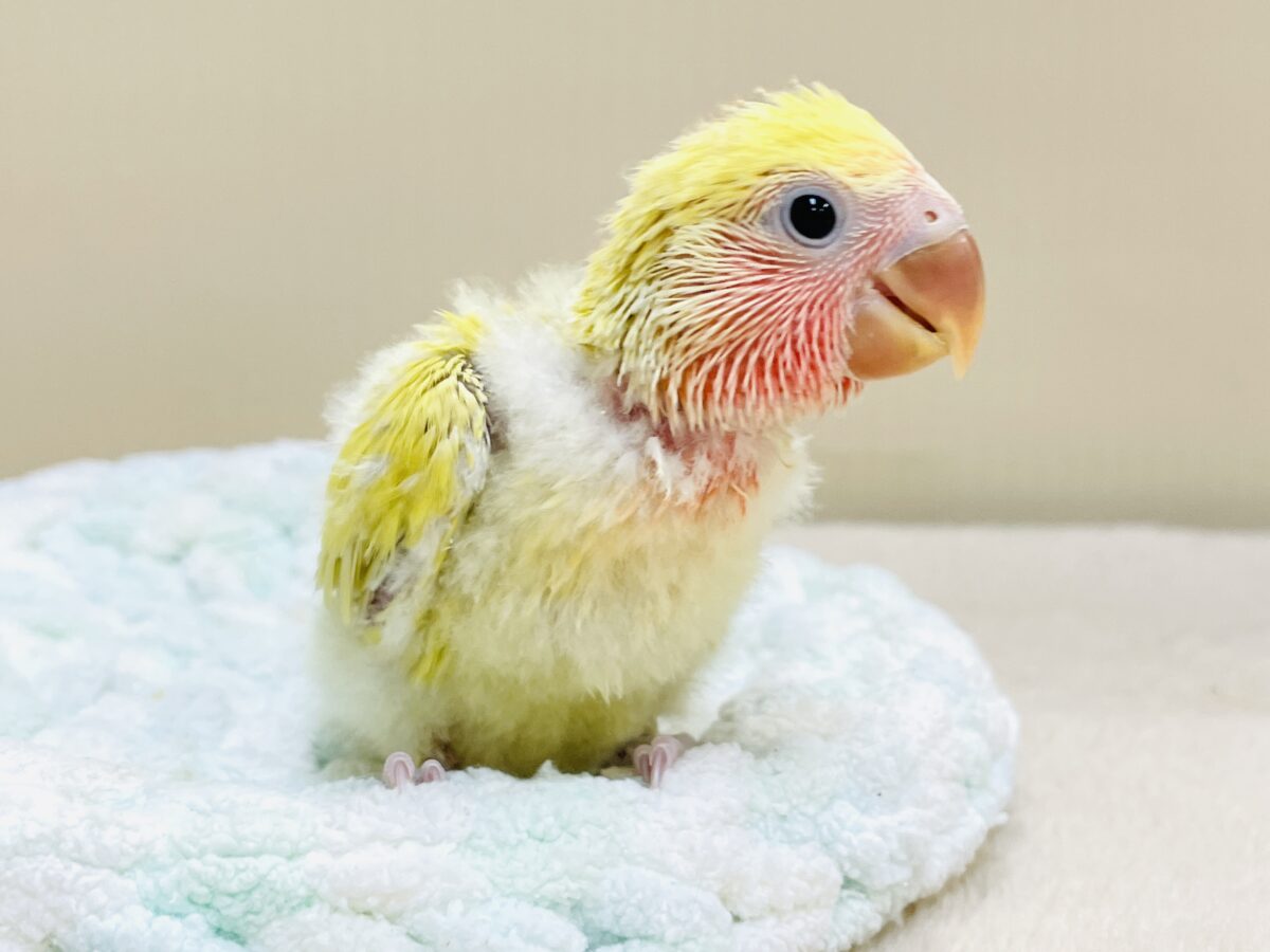 コザクラインコ（小桜インコ）