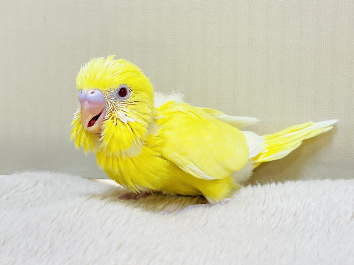 ビタミンカラー💛❤️セキセイインコ（ルチノー）ヒナ