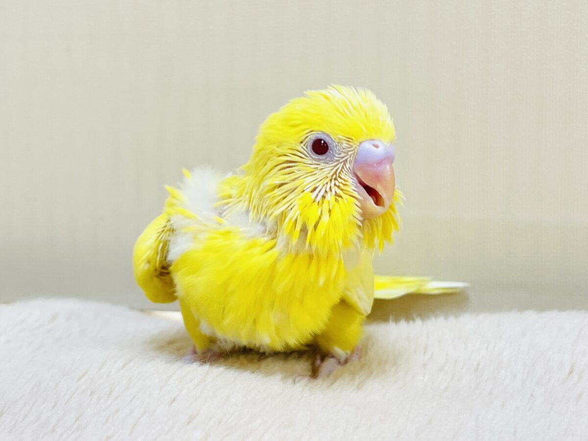 セキセイインコ
