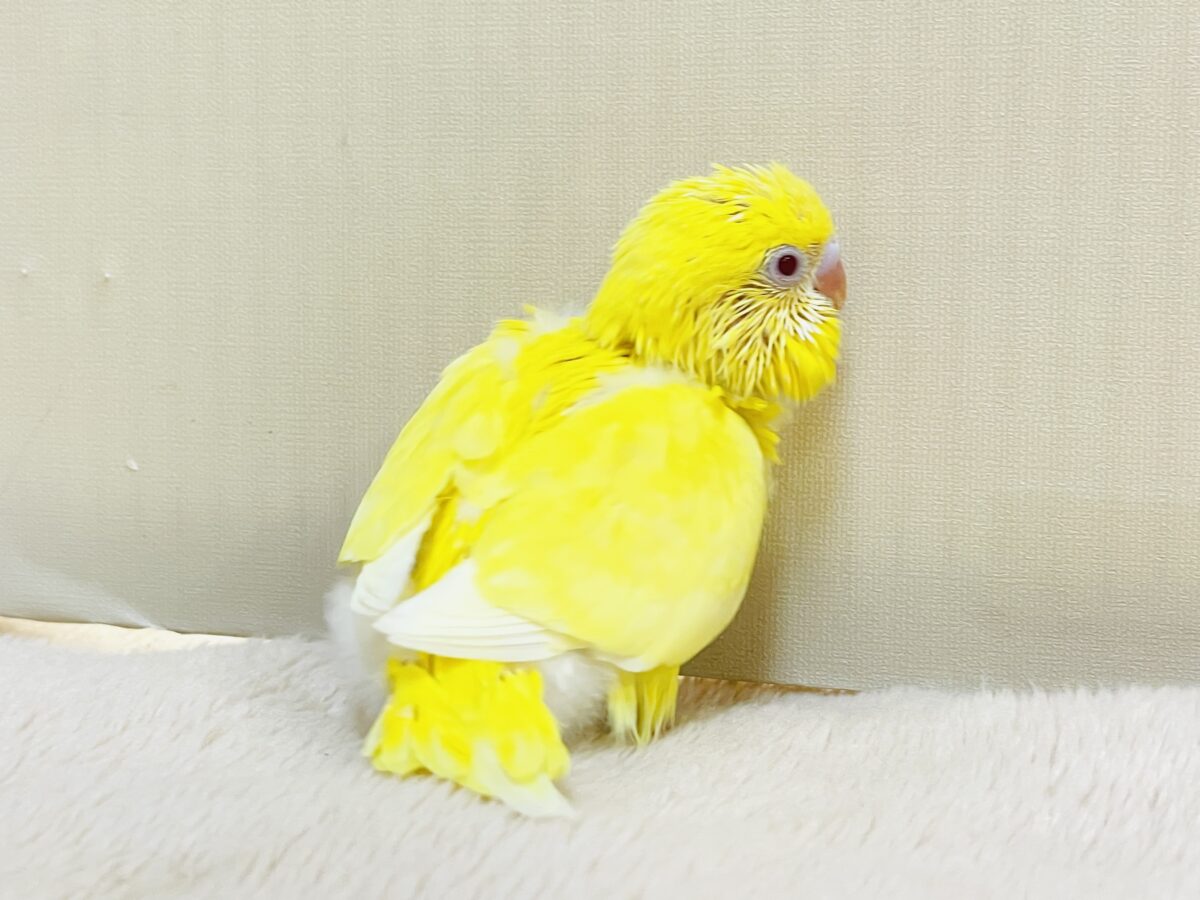 セキセイインコ