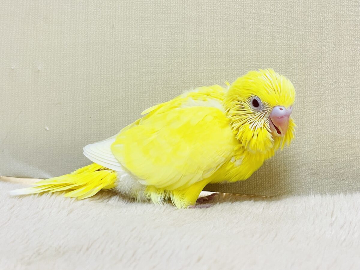 セキセイインコ