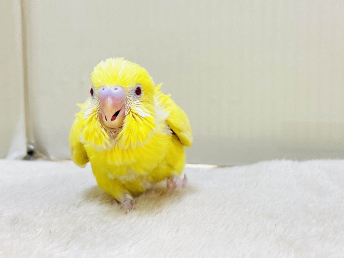 セキセイインコ