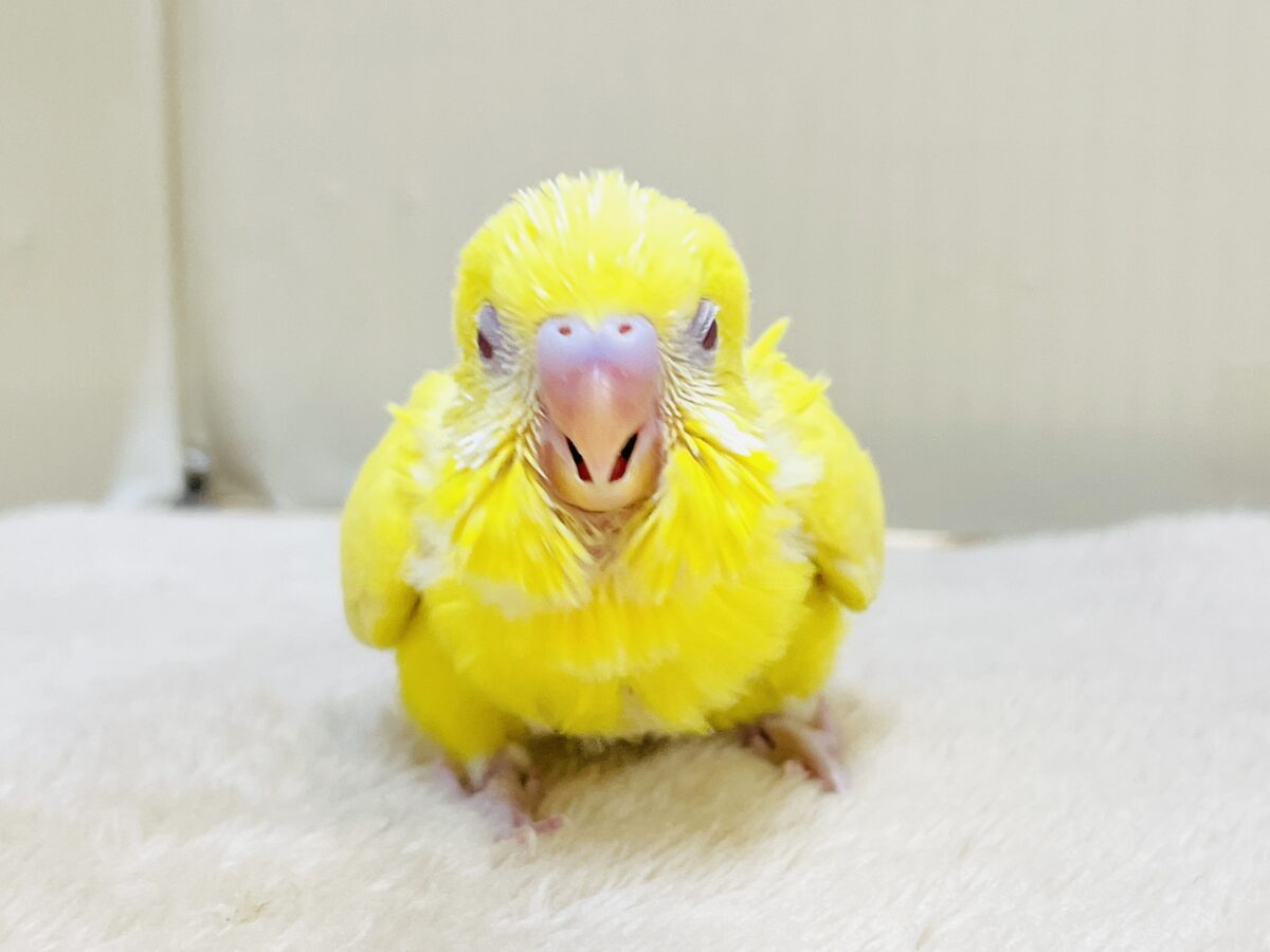 セキセイインコ