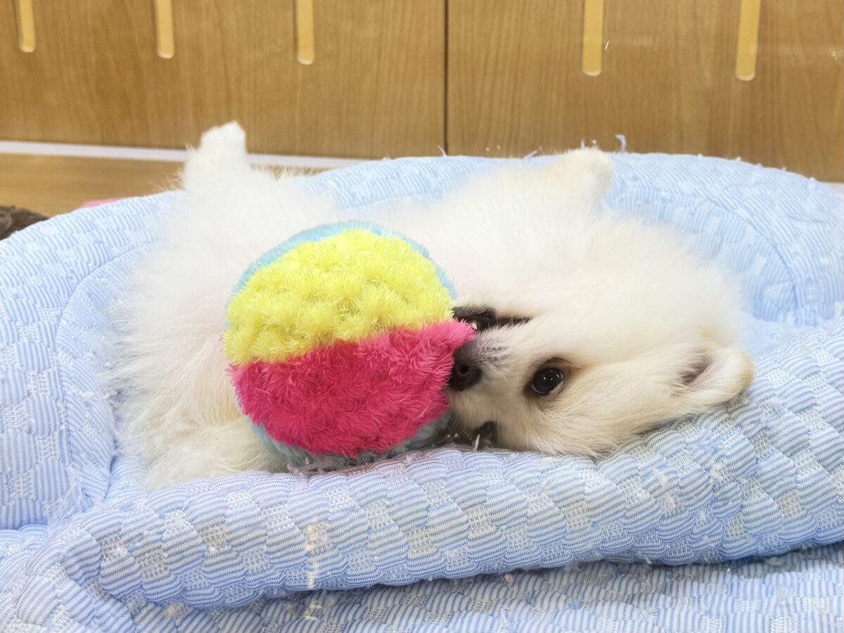 ポメラニアン