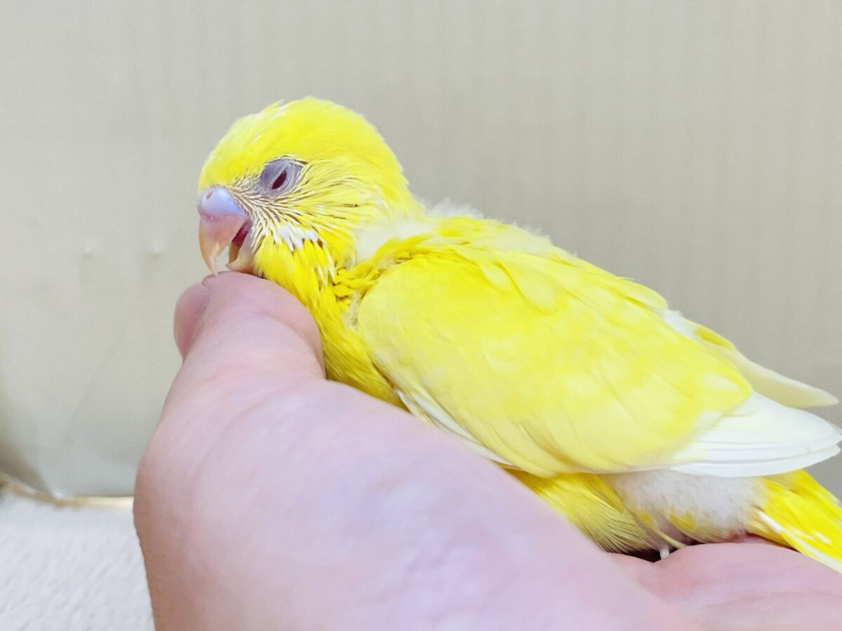 セキセイインコ