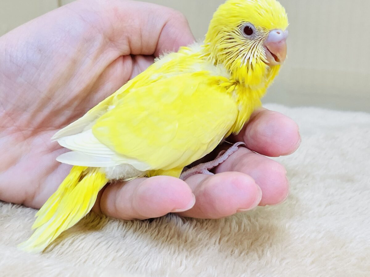 セキセイインコ