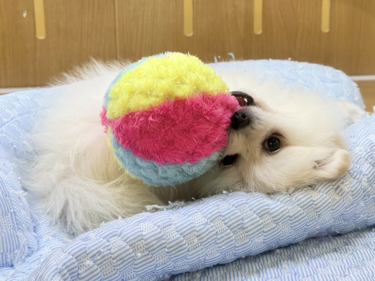 ポメラニアン