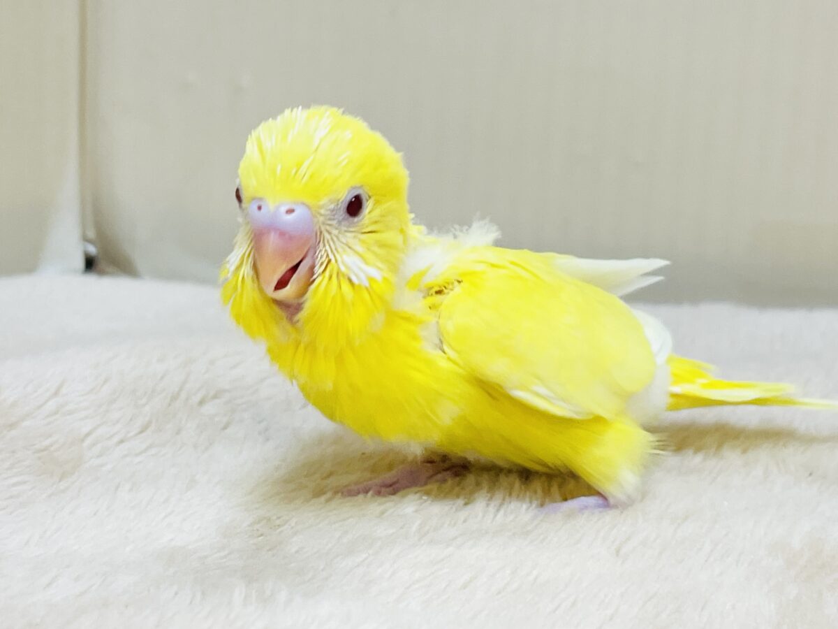 セキセイインコ