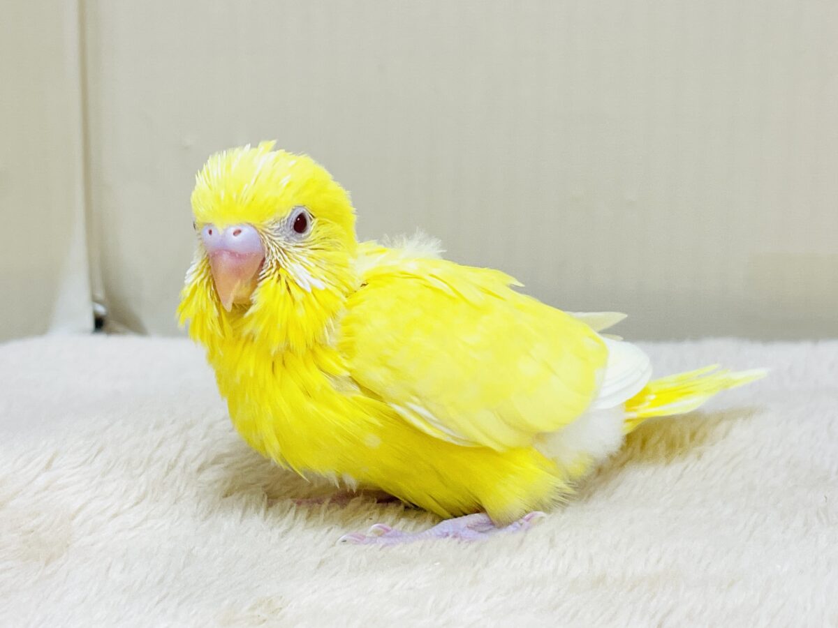 セキセイインコ