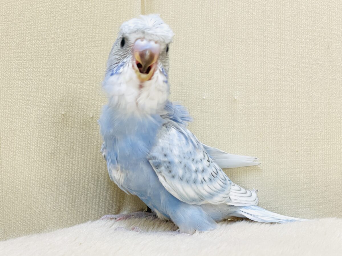 梵天セキセイインコ
